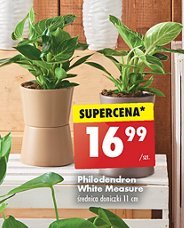 Philodendron don. 11 cm promocja