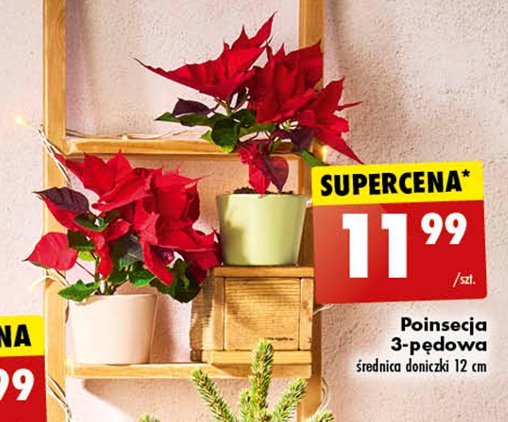 Poinsencja w doniczce 12 cm promocja