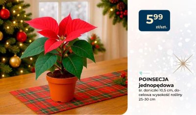 Poinsecja jednopędowa promocja w PSB Mrówka