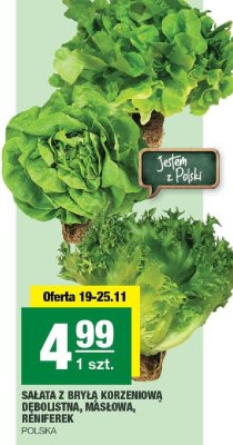 Sałata z bryłą korzeniową dębolistna, masłowa, reniferek Polska promocja w SPAR