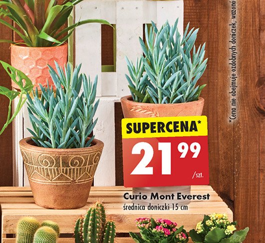 Curio mont everest 15 cm promocja