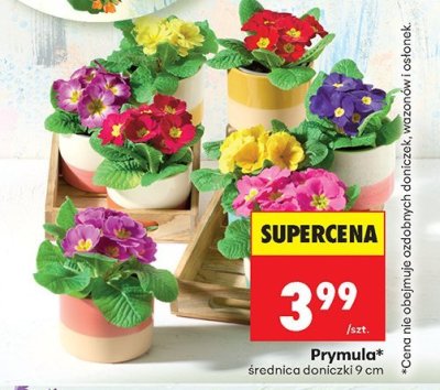 Roślina Prymula średnica doniczki 9 cm promocja w Biedronka