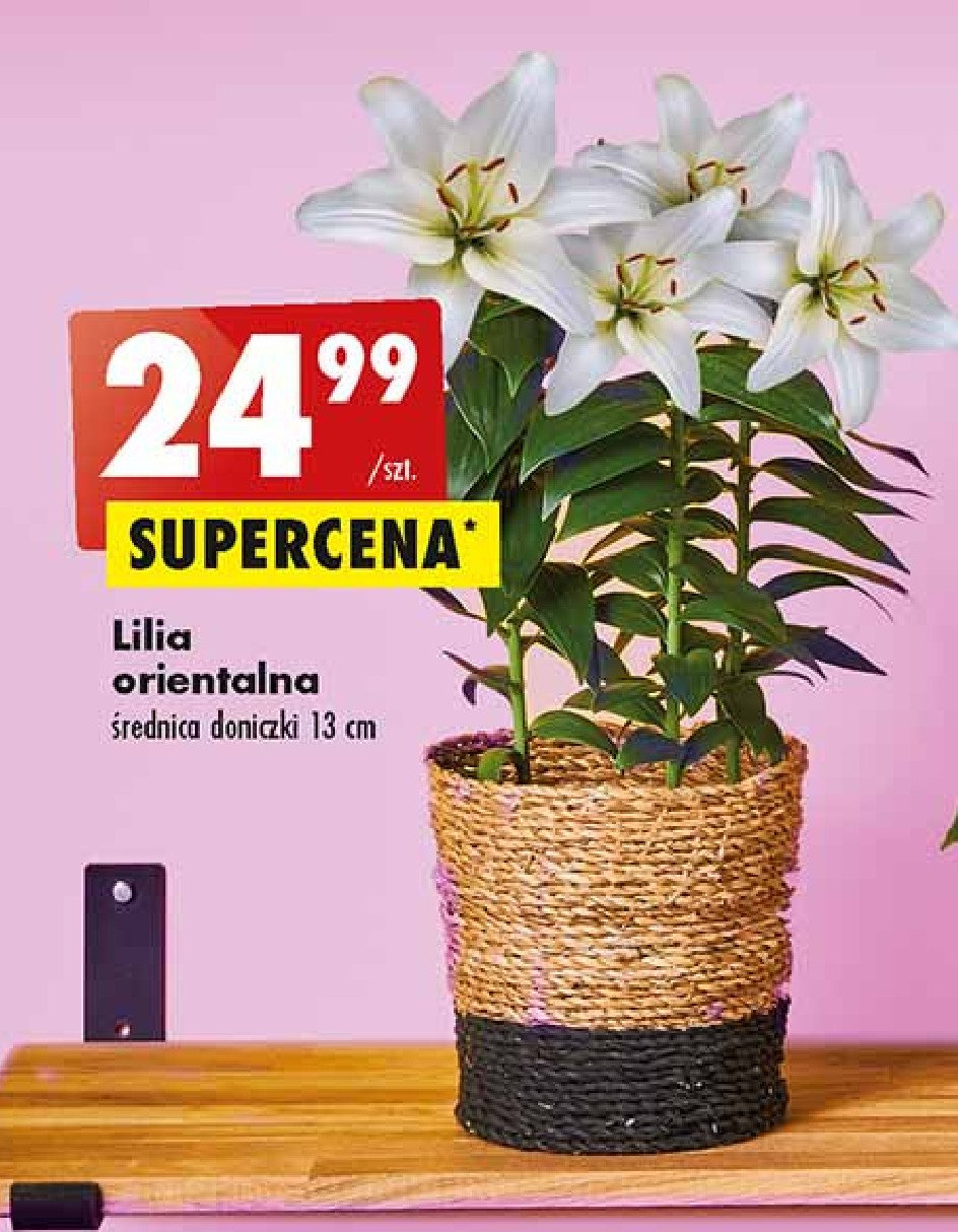 Lilia orientalna 13 cm promocje