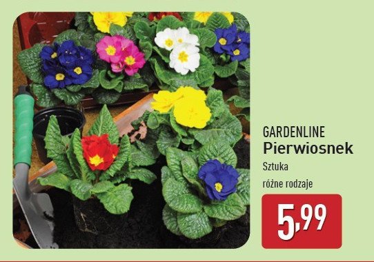 Pierwiosnek GARDEN LINE promocja w Aldi