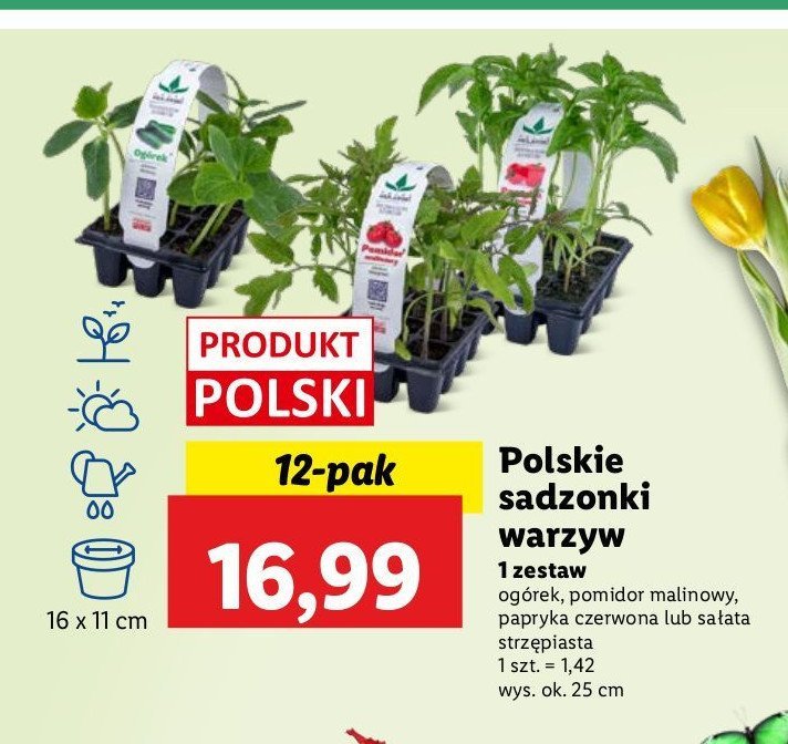 Papryka czerwona promocja w Lidl