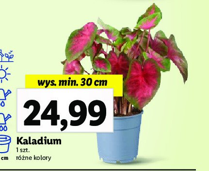 Kaladium 30 cm promocja