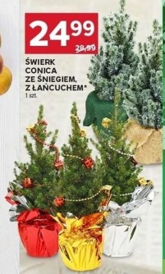 Świerk conica ze śniegiem, z lańcuchem promocja w Stokrotka