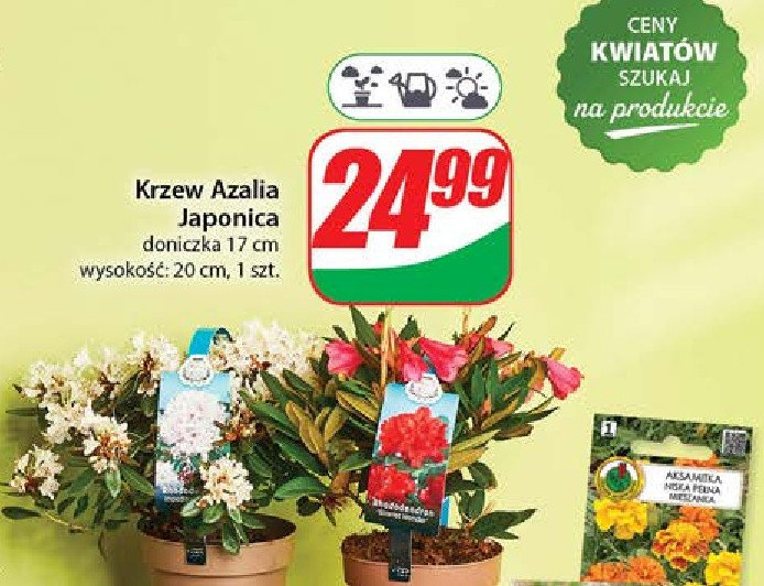 Krzew azalia japonica 20 cm promocja w Dino