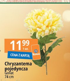 Chryzantema pojedy艅cza Goliat promocja