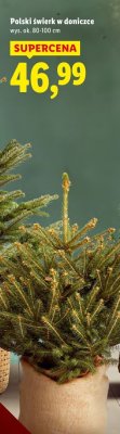 Polski świerk w doniczce wys. 80-100 cm promocja w Lidl
