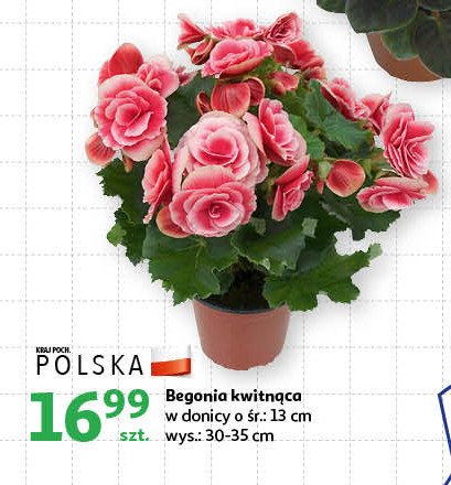 Begonia promocja