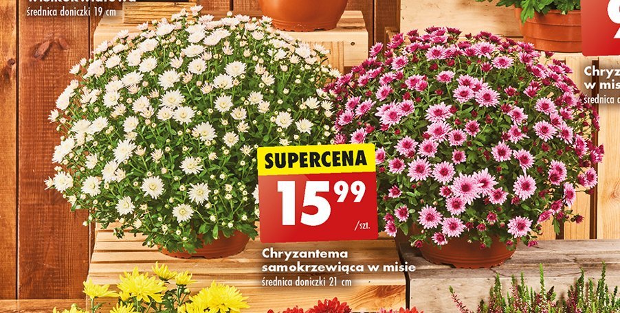 Chryzantema samozakrzewiąca don. 21 cm promocja w Biedronka