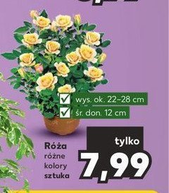 Róża don. 12 cm promocja