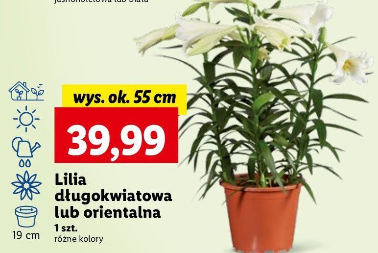 Lilia promocja