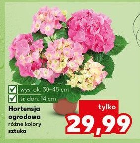 Hortensja 5 kwiatów 14 cm promocja