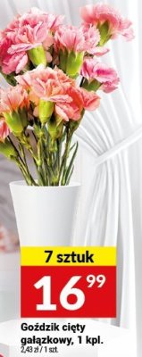 Goździk cięty gałązkowy promocja w Twój Market