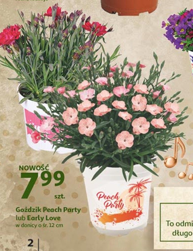 Go藕dzik early love promocja
