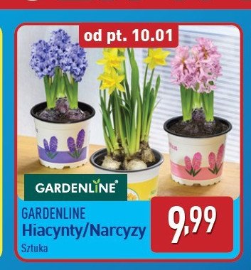 Hiacynt GARDEN LINE promocja w Aldi