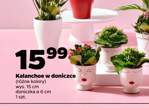 Kalanchoe don. 15 cm promocja