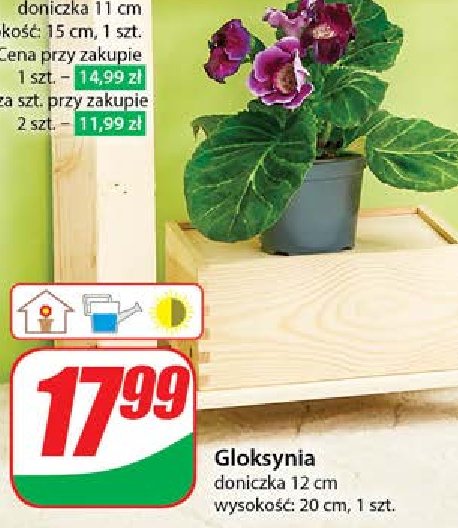 Gloksynia don. 12 cm promocja