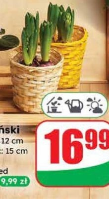 Rośliny cebulowe w koszyku promocja w Dino