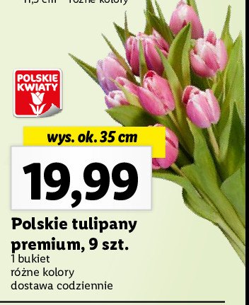 Tulipany premium 35 cm promocja