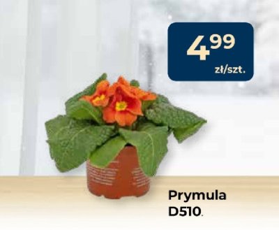 Prymula D510 promocja w PSB Mrówka