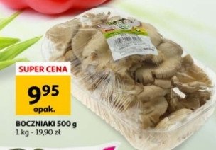 Boczniaki promocja
