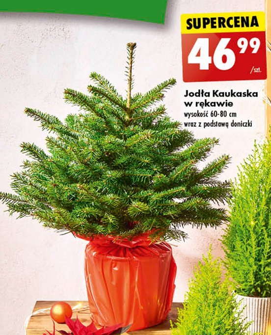 Jodła kaukaska w rękawie wys. 60-80 cm promocja