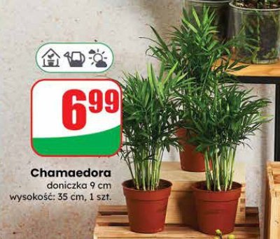 Chamaedora 9cm  promocja w Dino