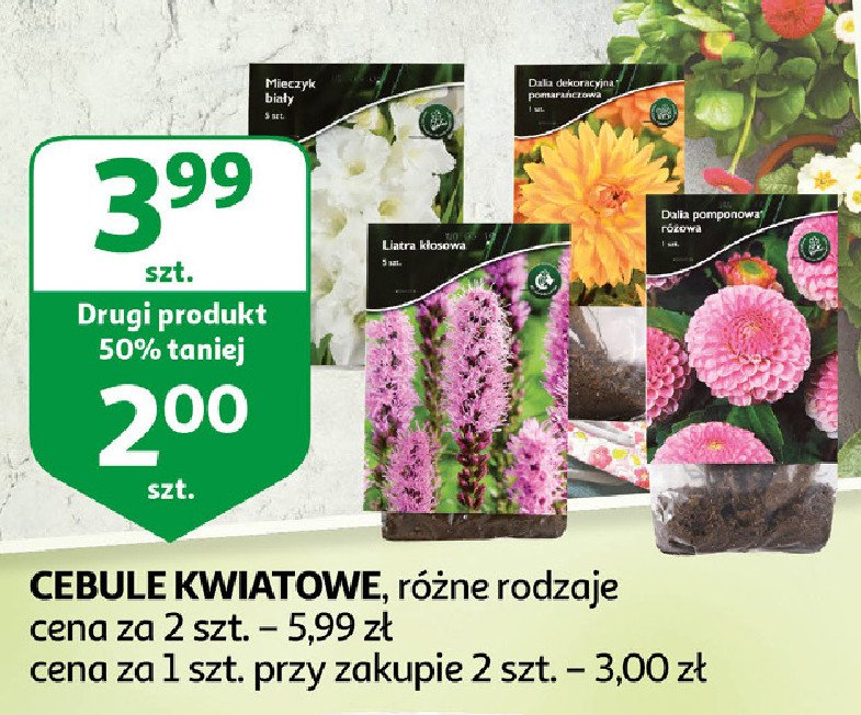 Cebulka liatra kłosowa promocja