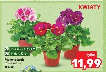 Pierwiosnek 12 cm promocja