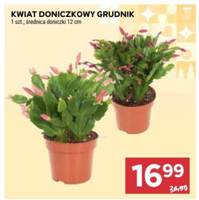 Kwiat doniczkowy grudnik 1 szt., średnica doniczki 12 cm promocja w Stokrotka