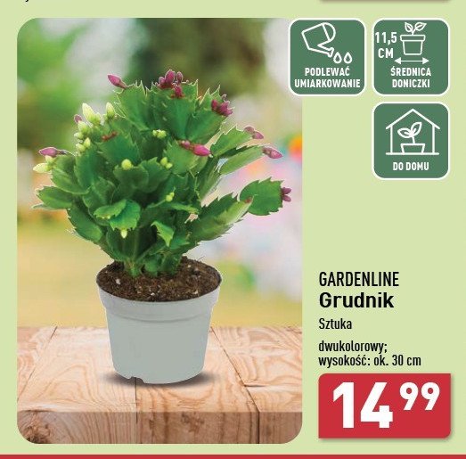 Grudnik w donicy 30 cm Gardenline promocja