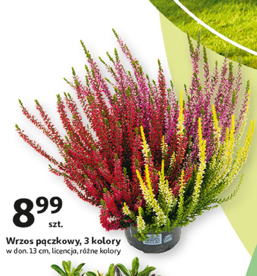 Wrzos pączkowy śr. 13 cm promocja