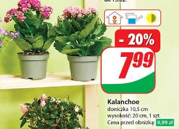 Kalanchoe 10.5 cm promocja