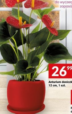 Anturium doniczka 12 cm, 1 szt. promocja w Twój Market