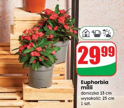 Euphorbia milii doniczka 13 cm promocja w Dino