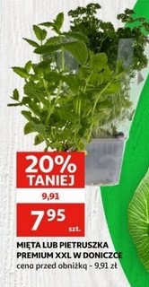 Pietruszka doniczka promocja