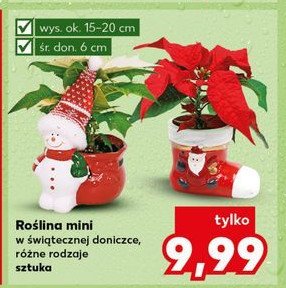 Roślina mini w świątecznej doniczce 6 cm promocja