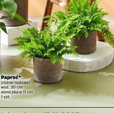 Paproć różne rodzaje promocja w Netto