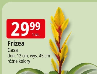 Roślina Frizea  promocja w Leclerc