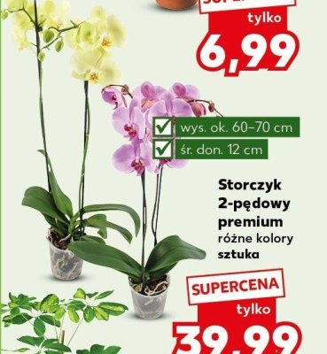 Storczyk 2-pędowy premium, różne kolory promocja w Kaufland