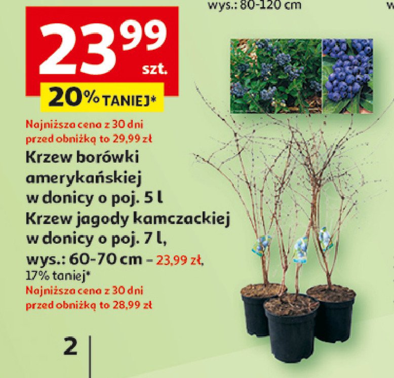 Krzew borówki amerykańskiej promocja w Auchan