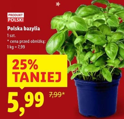 Bazylia Polska bazylia promocja w Lidl