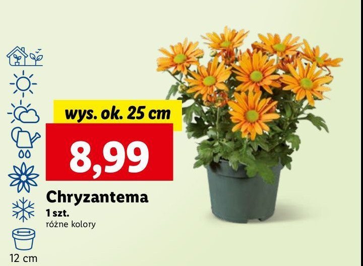 Chryzantema średniokwiatowa 25 cm promocja