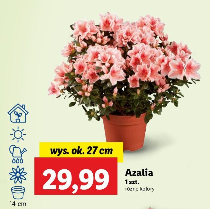 Azalia promocja