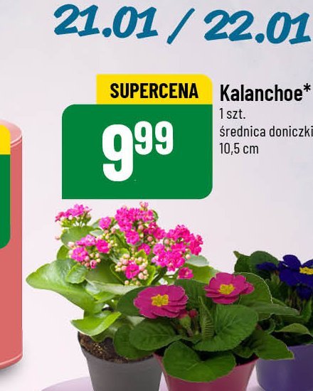 Kalanchoe promocja w POLOmarket