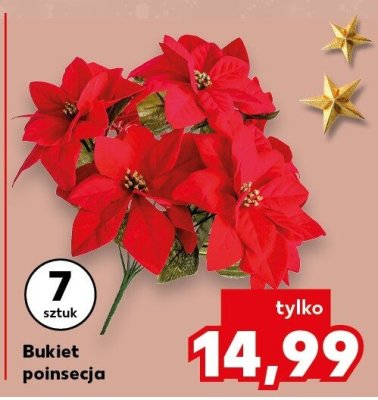 Bukiet poinsecja 7 sztuk promocja w Kaufland
