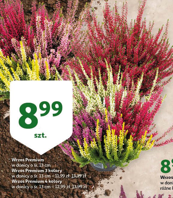 Wrzos premium 4 kolory promocja